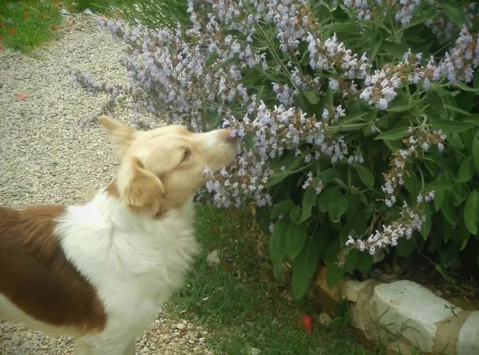 Casetto Rosso شقة سان لاتْسارو دي سافين